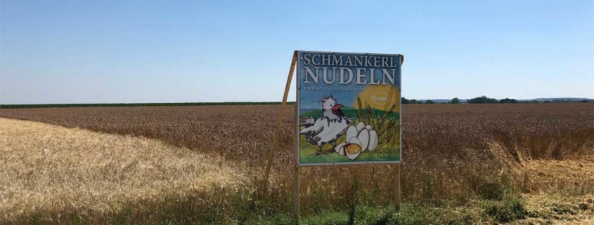 Kurz vor der Ernte - Durum und Dinkel beim Malchinger Dinkelhof